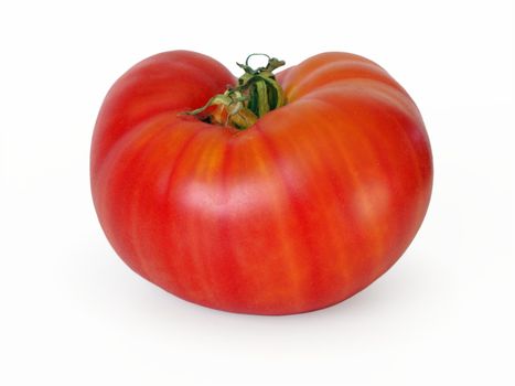 Very large, bicolor striped tomato, 'Lycopersicon esculentum' "Northern Lights". It's a delicious beefsteak / beef tomato, and this very beautiful sample is grown from heirloom seeds in a tiny greenhouse in Denmark. It weighted almost 1 lb (450 grams), so when bearing in mind that another name for tomatoes is "Love Apples" this one really must be the "Big Love" ;-)