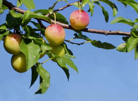 Twig with juicy, nearly ripe delicious plums with a bright blue sky as background.