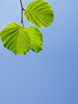 Three lime leaves on a twig isolated against a shaded light blue sky with plenty of space for your text.