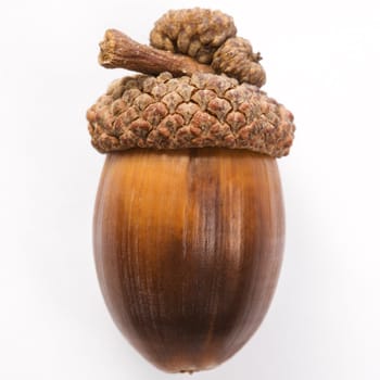 Still life of single acorn.