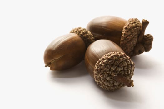 Still life of three acorns.