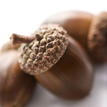 Still life of three acorns.