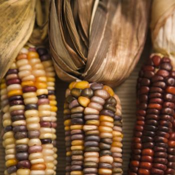 Close-up of three multicolored ears of Indian corn.