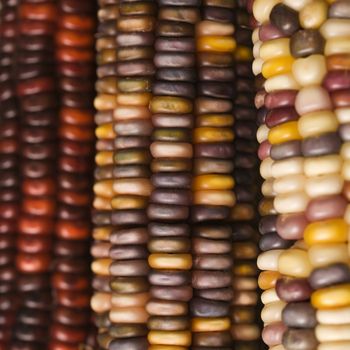 Close-up of three multicolored ears of Indian corn.