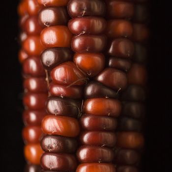 Close-up of red ear of Indian corn.