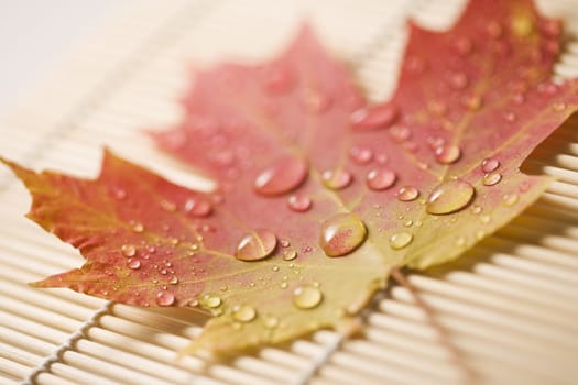 Sugar Maple leaf in Fall color sprinkled with water droplets resting on bamboo mat.