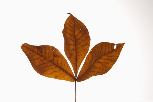 Branch of three brown Hickory leaves against white background.
