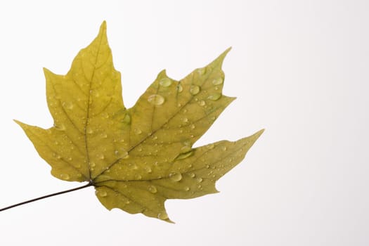 Sugar Maple leaf sprinkled with water droplets on white background.