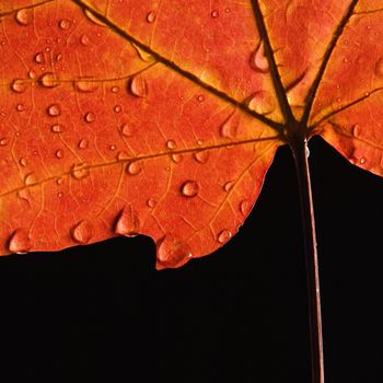 Close-up of Sugar Maple leaf in Fall color sprinkled with water droplets against black background.