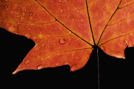 Close-up of Sugar Maple leaf in Fall color sprinkled with water droplets against black background.