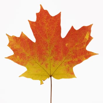 Sugar Maple leaf in Fall color against white background.