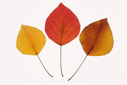 Bradford Pear leaves in Fall color against white background.