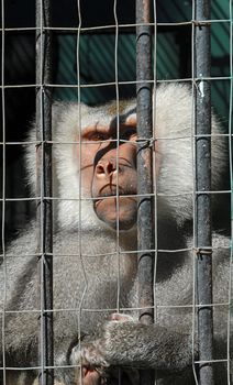 Mandrill monkey with sadness in his eyes as he looks through his cage