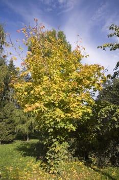 Collection of autumn leaves in tree nurseries 2