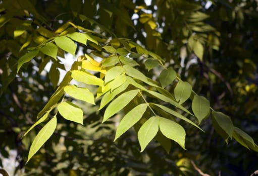 Collection of autumn leaves in tree nurseries