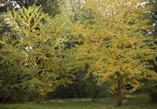 Collection of autumn leaves in tree nurseries