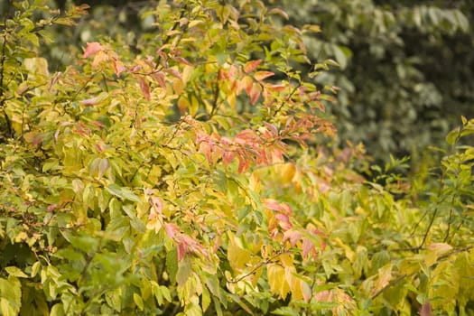 Collection of autumn leaves in tree nurseries 6