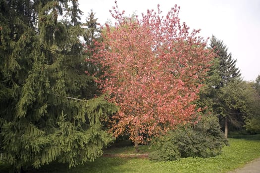 Collection of autumn leaves in tree nurseries