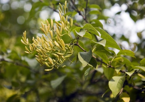 Collection of autumn leaves in tree nurseries