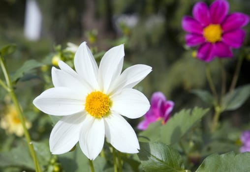 Collection of flowers in autumn tree nurseries