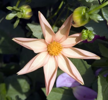 Collection of flowers in autumn tree nurseries