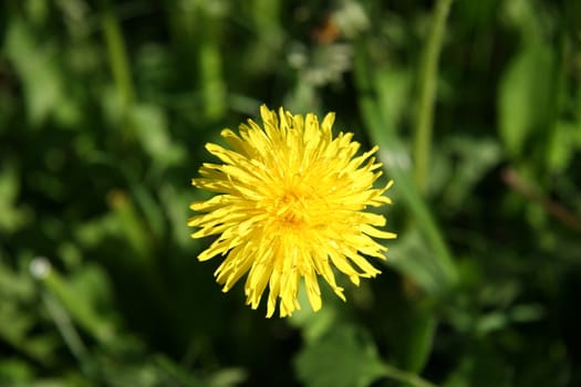 Beautiful bright yellow dandelion