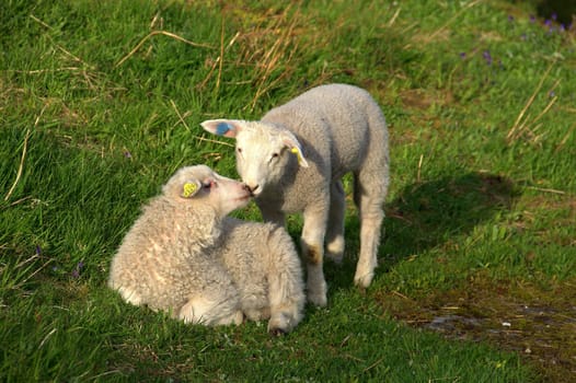 Two lambs kissing each other