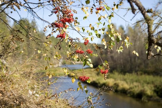 National reserve  Deer Streams The river Serga