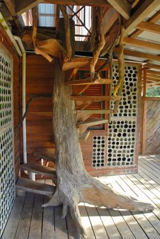 Stairs around a tree in a wooden house. Rustic style