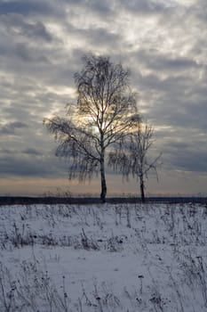 Tree in a floor in the cold winter evening