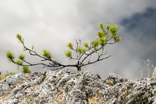 Small fur-tree made the way among stones on coast of lake