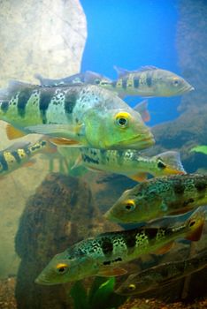 Underwater tropical fishes in a coral reef. Blue ocean background 