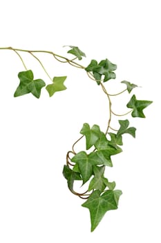 Nice green ivy isolated on white background with clipping path