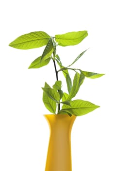 Closeup of yellow ceramic vase with green leaves branch. Isolated on white with clipping path