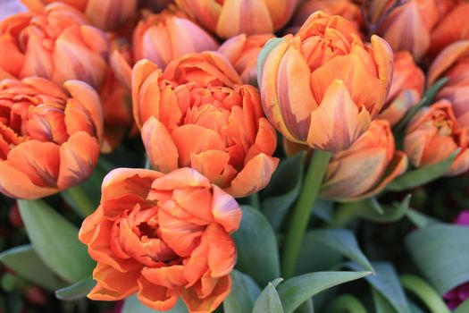 Floral arrangement of orange parrot tulips in a flower parade