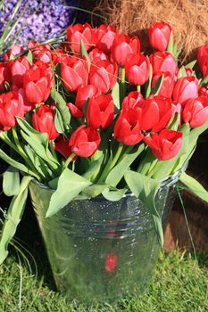 A bouquet of red tulips in a metal bucket