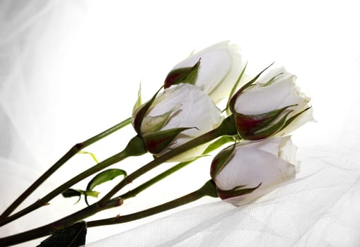 Bouquet from roses on a light background