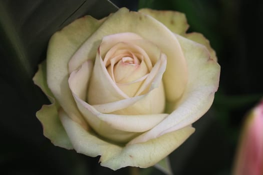 A white rose with soft pink edges in close up