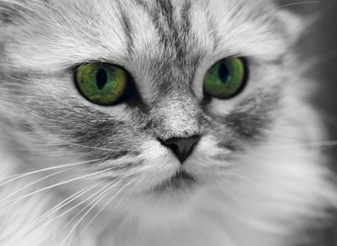 Portrait of a cat close-up. Illustration to magazine about animals
