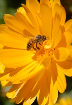 Bee on yellow flower. Close-up shot. 