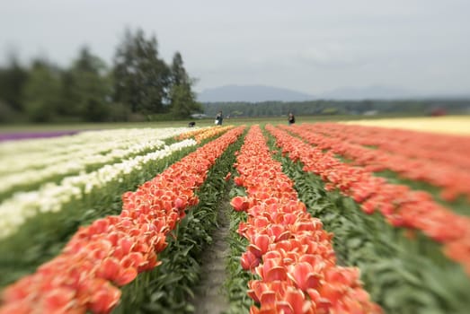 a view of flowers in a tulip field