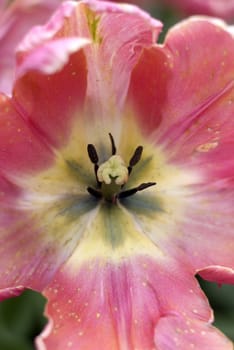 center of a tulip in the spring time