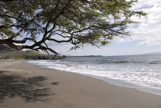 tree on a beach in hawaii