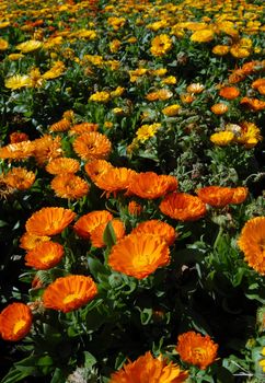 Orange and Yellow Flower Meadow. Beautiful Nature Background. Vertical picture