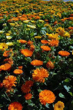 Yellow and Orange Flower Meadow. Beautiful Nature Background. Vertical picture