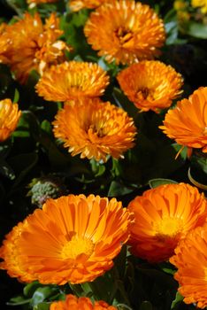 Orange Flowers Field. Close-up shot. Nature background