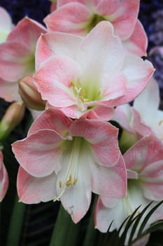 A pink amarylis in close up