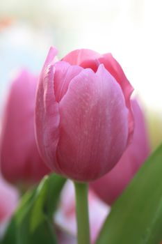 A single pink tulip in close up