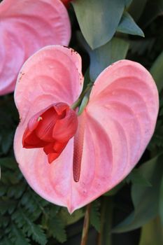 A pink, heartshaped anthurium and a red tulip