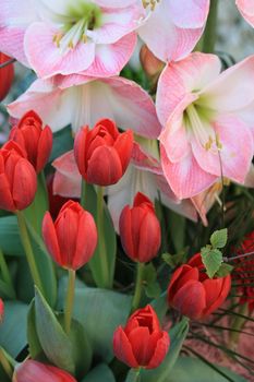 Flower arrangement with red tulips and pink amarylis